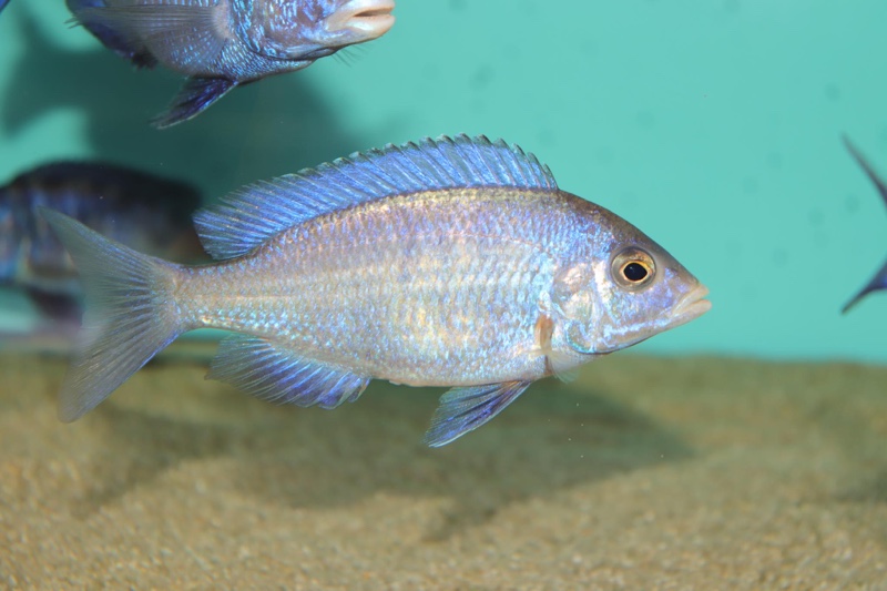 Placidochromis phenochilus 'Mdoka Reef'